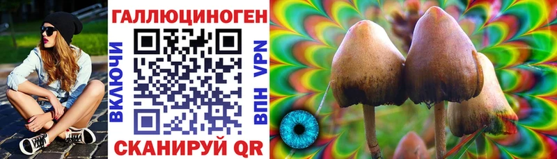 купить наркотики сайты  Губаха  Псилоцибиновые грибы Psilocybine cubensis 